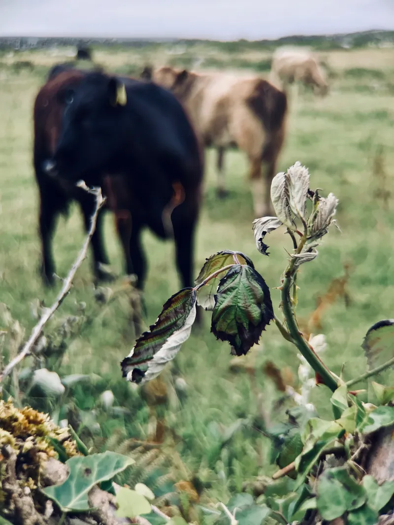 Galway and the Aran Islands, photograph 14 of 15