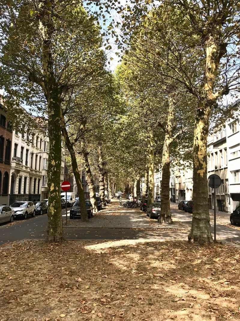 Antwerp for the Afternoon, photograph 8 of 29