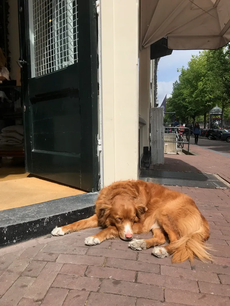 Amsterdam, photograph 69 of 94